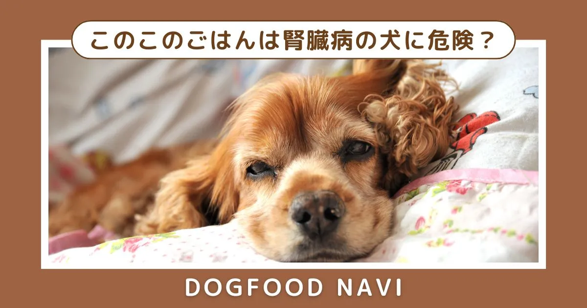 このこのごはんは腎臓病の犬に危険？与えるリスクを解説！