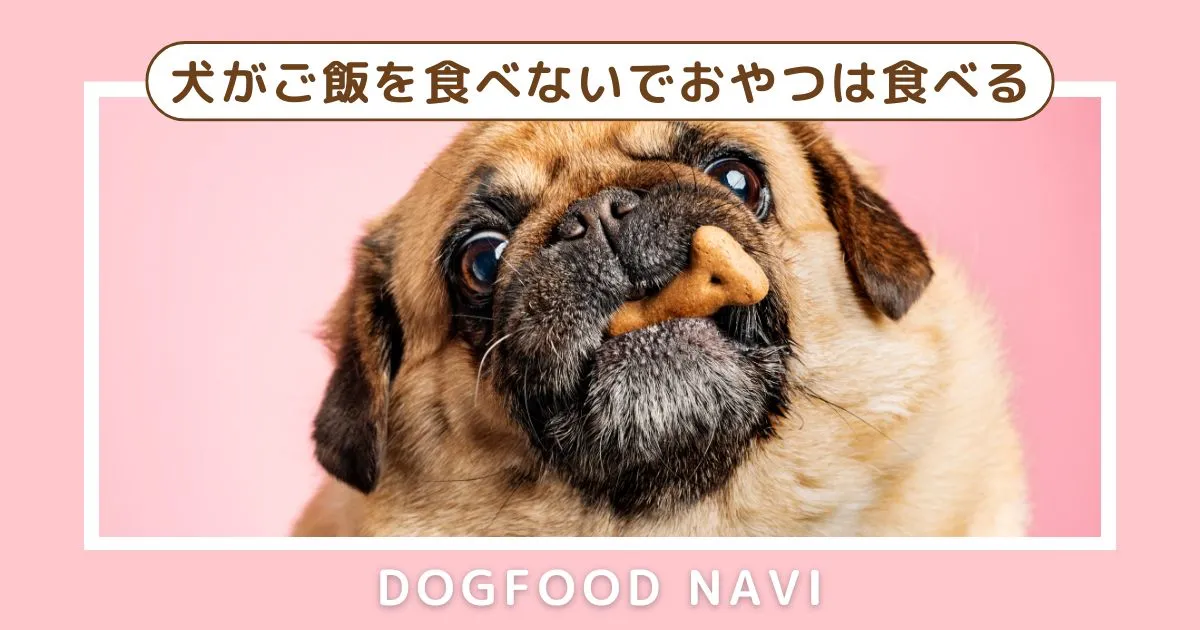 犬がご飯を食べないでおやつは食べる原因と対策を知恵袋から学ぶ