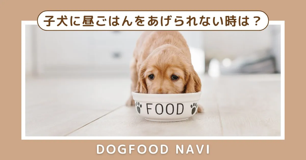 【子犬に昼ごはんをあげられない】と悩む飼い主が知るべき解決策