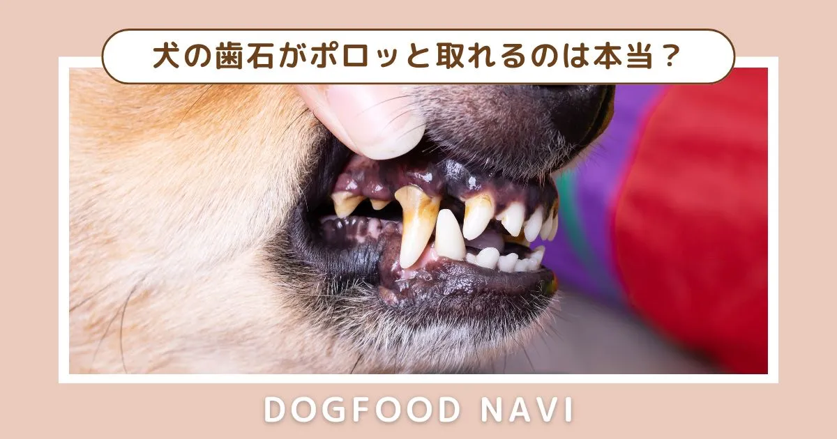 犬の歯石がポロッと取れるのは本当？効果的なケア方法を解説！