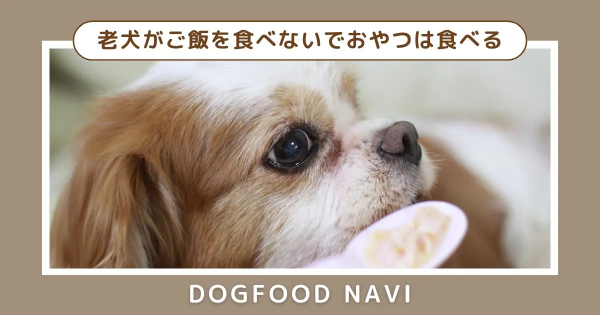 老犬がご飯を食べないでおやつは食べる理由と対策を徹底解説！