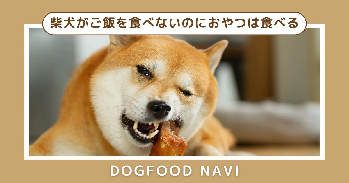 柴犬がご飯を食べないのにおやつは食べる原因と対策を解説！