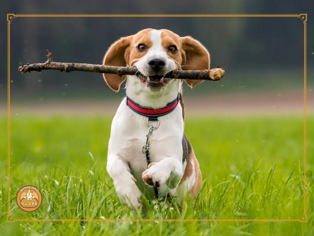 それはどこから来たのでしょうか?