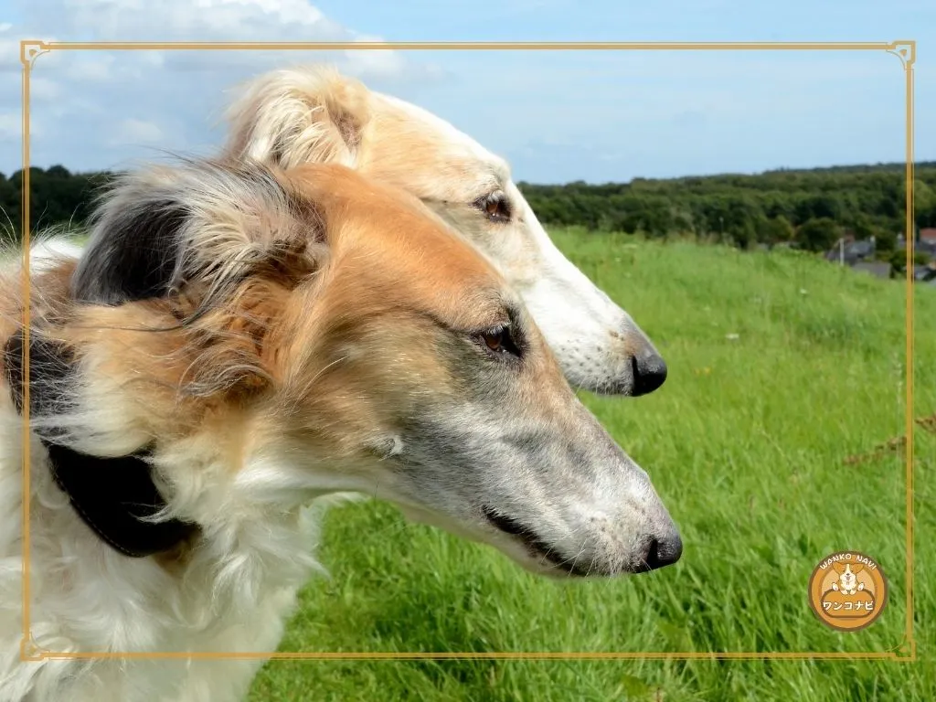 なぜボルゾイは「金持ちの犬」と言われるのか