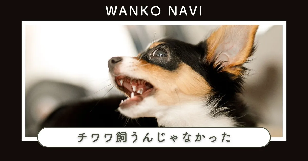 【チワワ飼うんじゃなかった】吠え癖・分離不安〜飼育の現実と解決策