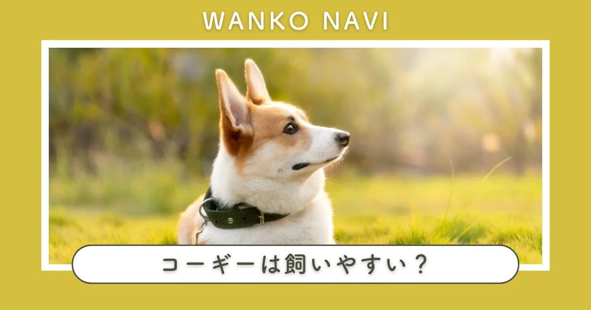 コーギーは飼いやすい？性格・飼育のポイント・しつけ方を解説！