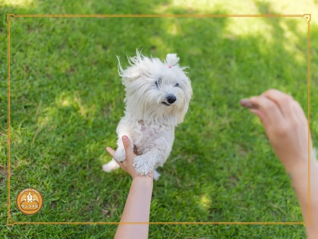 マルチーズの飼育環境を整えるポイント