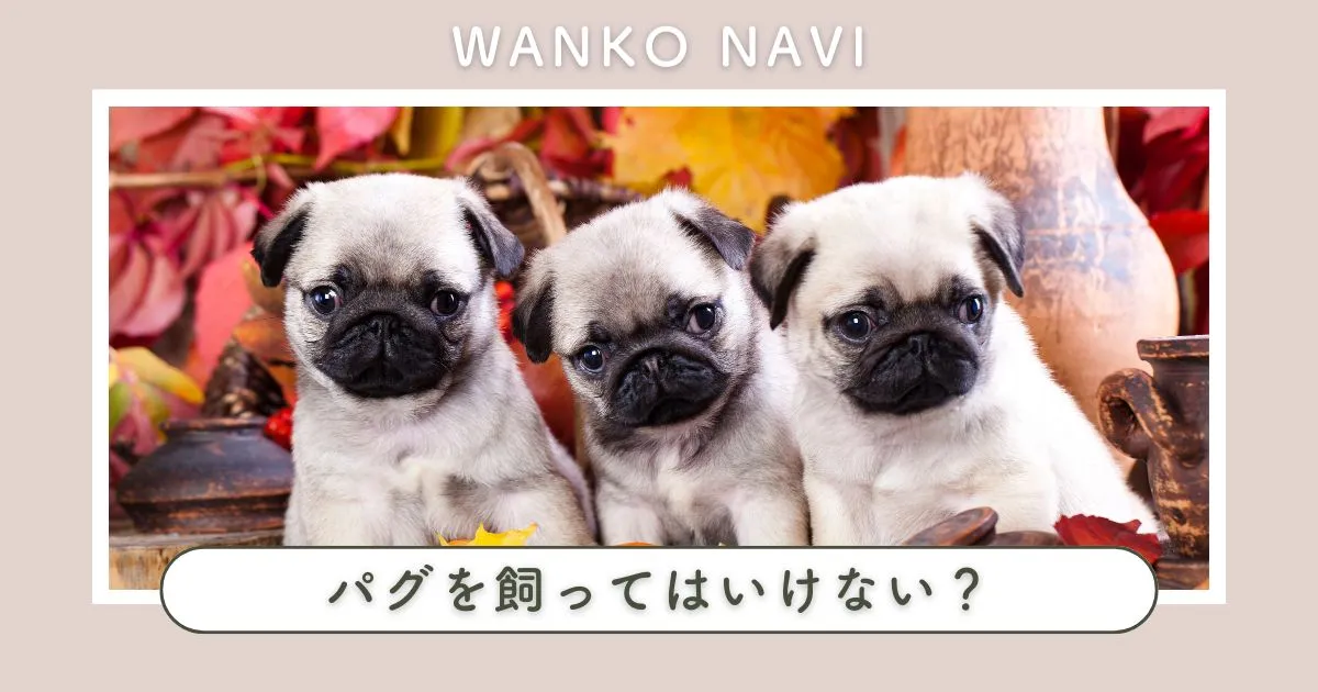 パグを飼ってはいけない？飼育前に知るべき注意点と対策を解説！