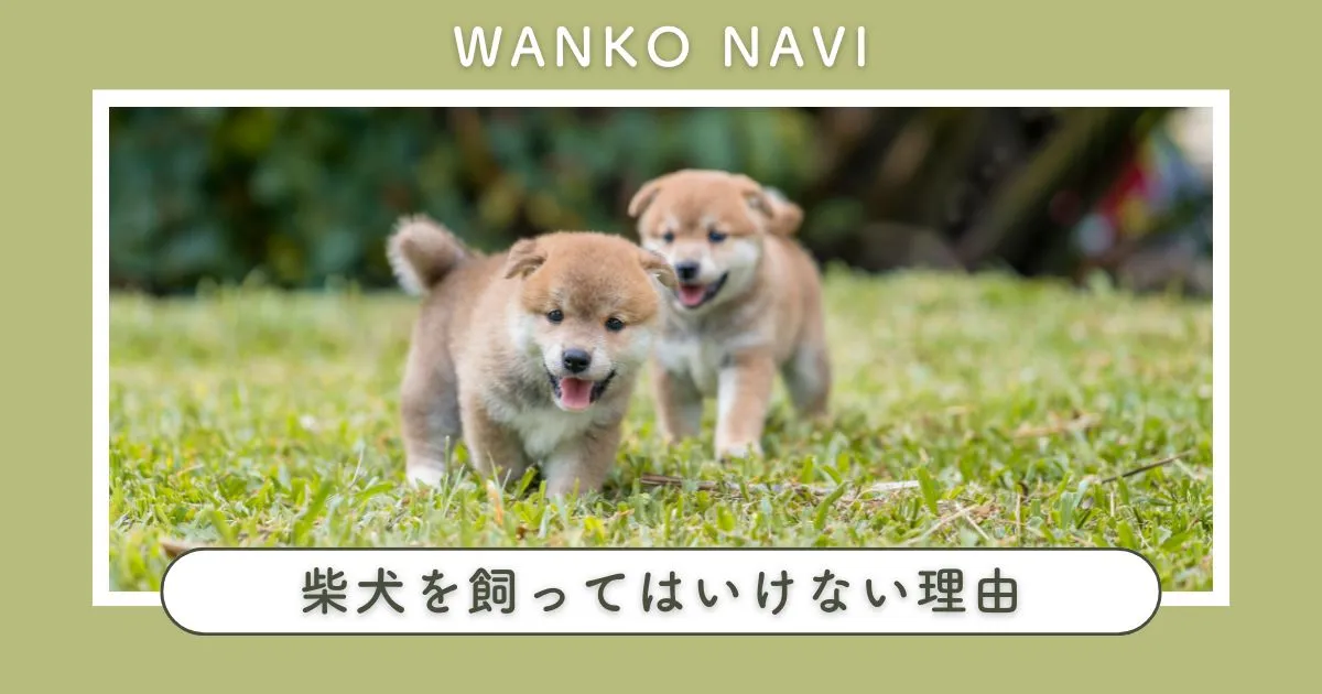 柴犬を飼ってはいけない理由とその特性を知って後悔を避ける方法