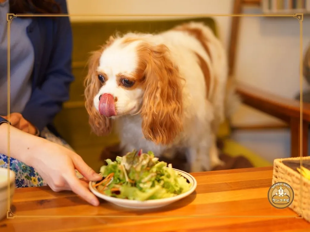 食欲旺盛で肥満になりやすい犬種