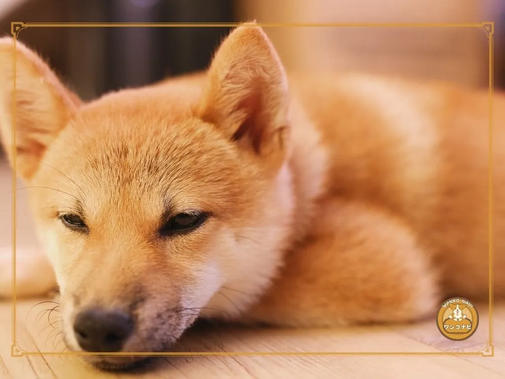 飼う前に確認すべき準備と覚悟