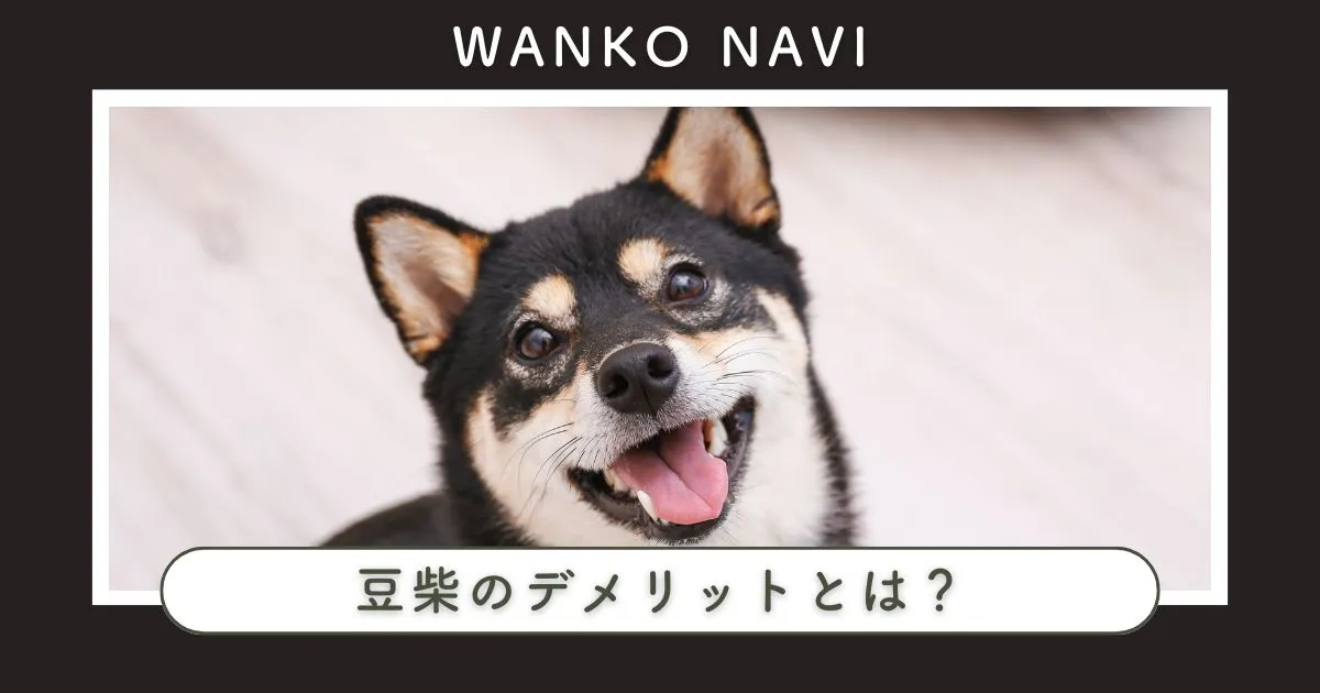 豆柴のデメリットとは？飼育で後悔しないための準備と注意点