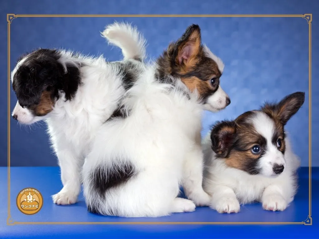 パピヨン子犬を探す際に知っておきたいこと