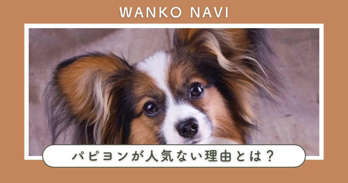 パピヨンが人気ない理由とは？飼育のコツと魅力を詳しく解説