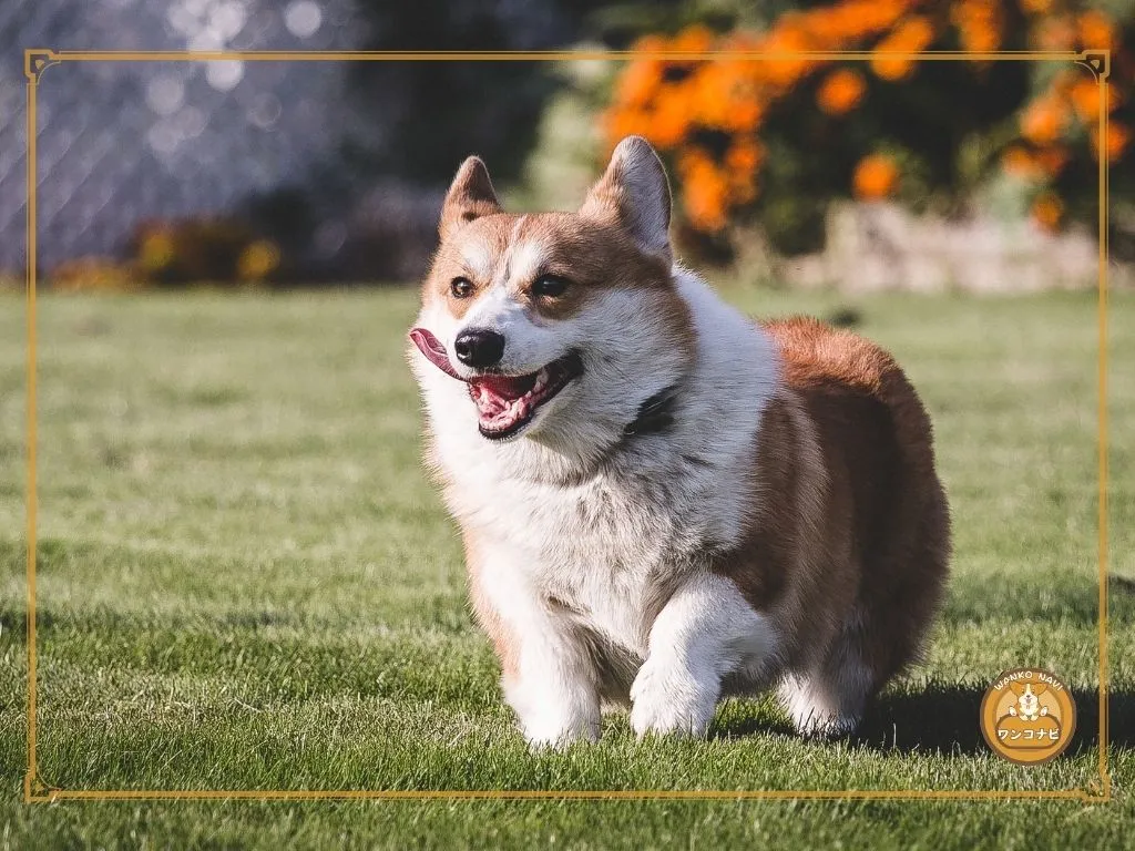 牧羊犬としての本能が独特な動きを生む