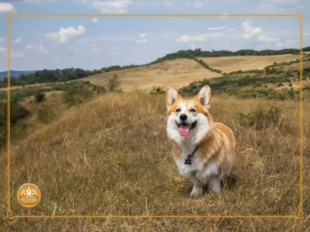 牧羊犬としての安全対策だった