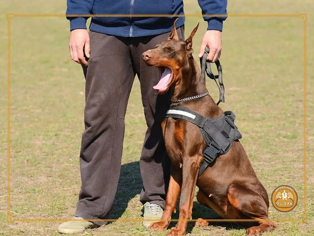 ドーベルマンを飼わないでといわれる理由