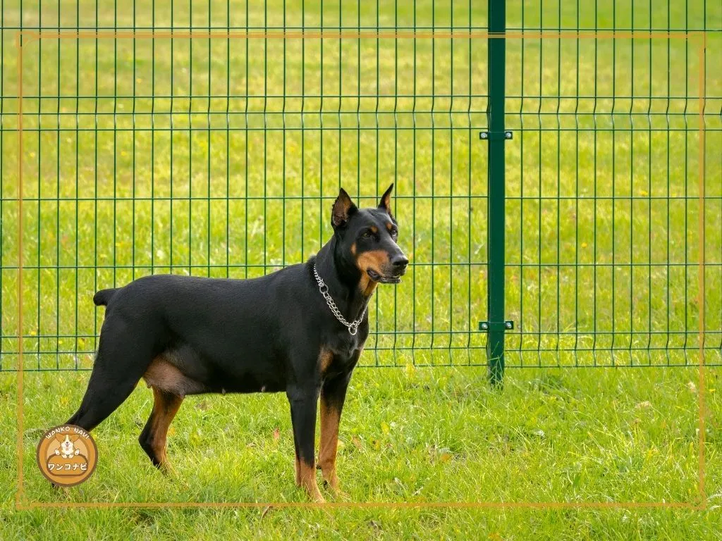 事故リスクがあり特定犬種に指定されることも