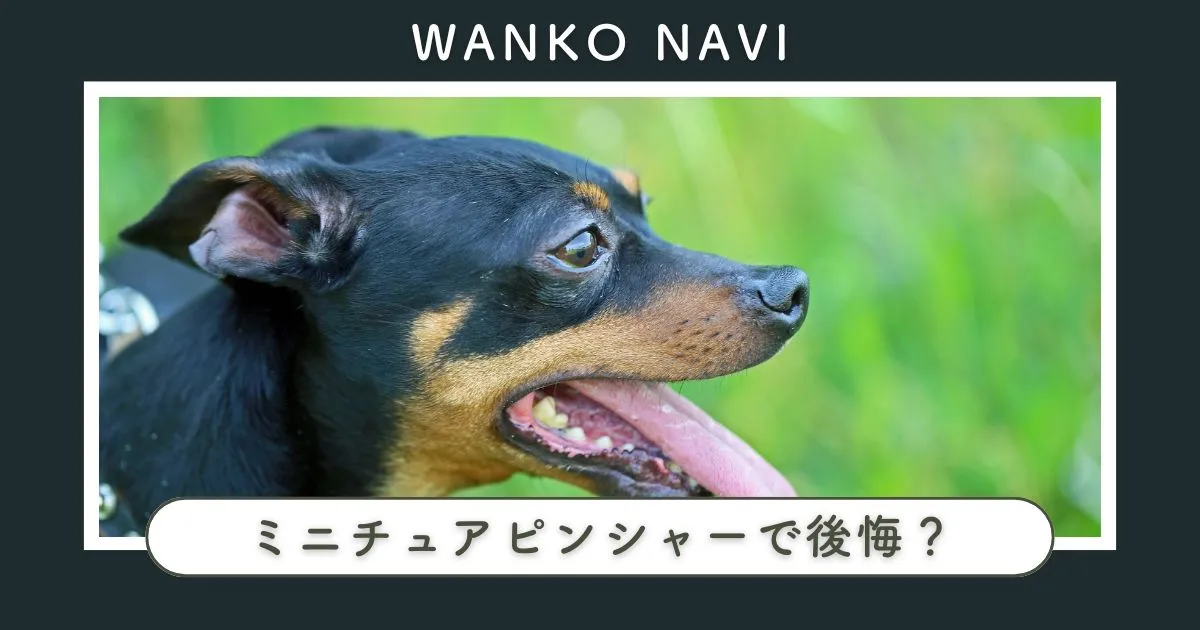 ミニチュアピンシャーで後悔？飼う前に知るべき特徴としつけ対策