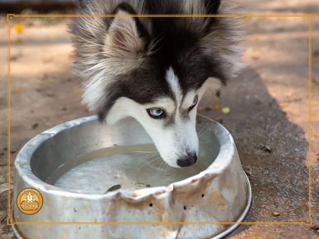 ポンスキーの成犬は飼いやすい？迎え方のポイント