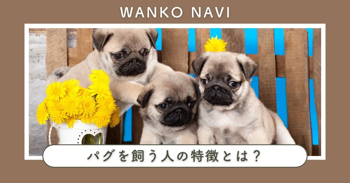 パグを飼う人の特徴とは？初心者が後悔しないためのポイントも紹介