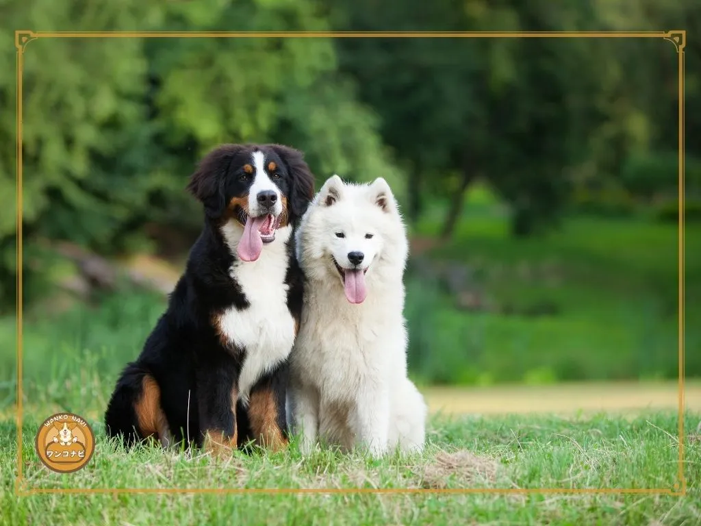 他の犬種と比べたサモエドの体臭の特徴