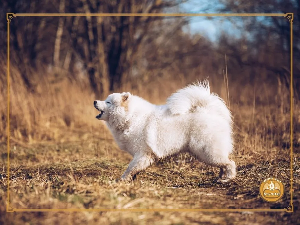 番犬に向かないのは頭が悪いからではない