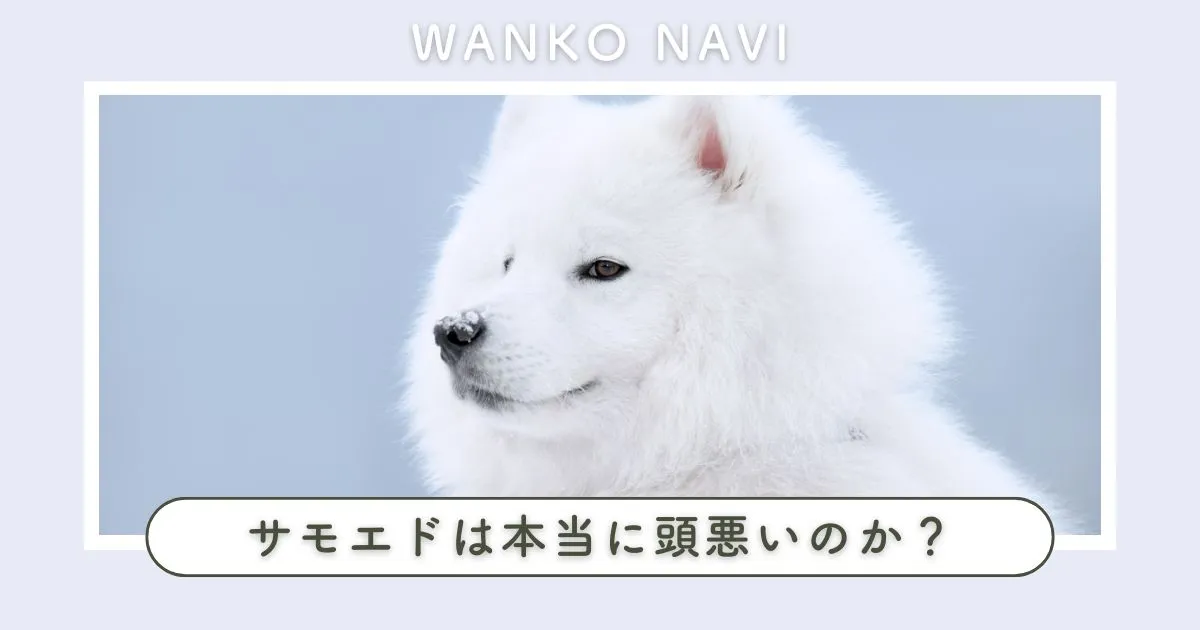 サモエドは本当に頭悪いのか？知能ランキングと賢さの真実