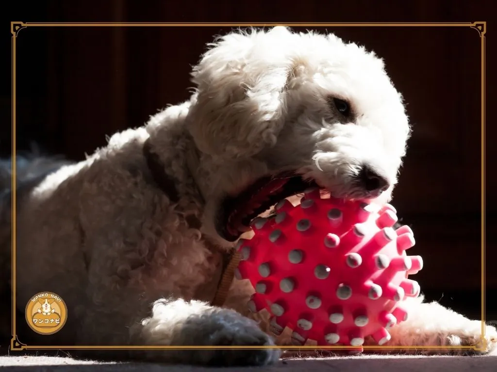 犬（トイプードル）の本気噛みを防ぐ正しいしつけと対策