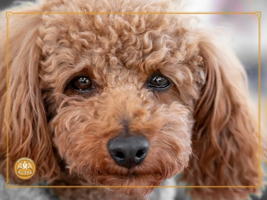 犬が震える理由 トイプードルの主な原因と対策