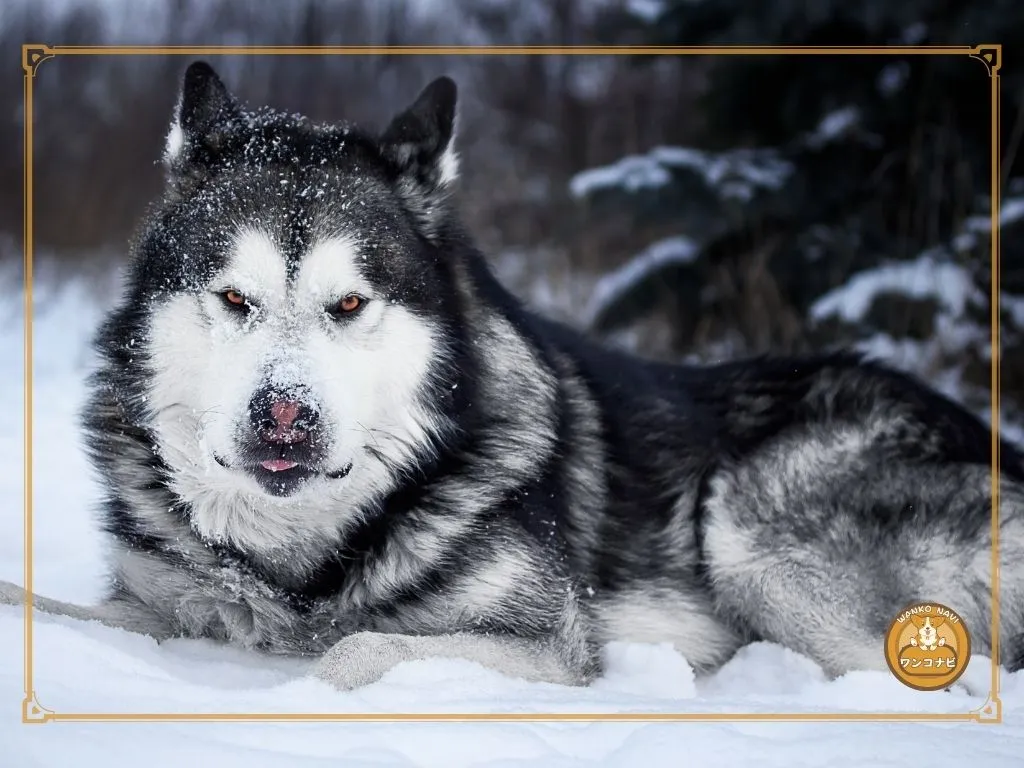 アラスカンマラミュートは日本で飼える犬なのか