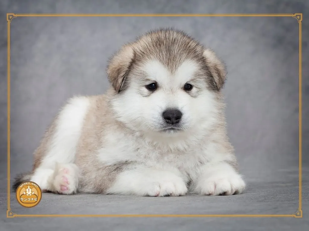子犬を無料で迎えることは可能か