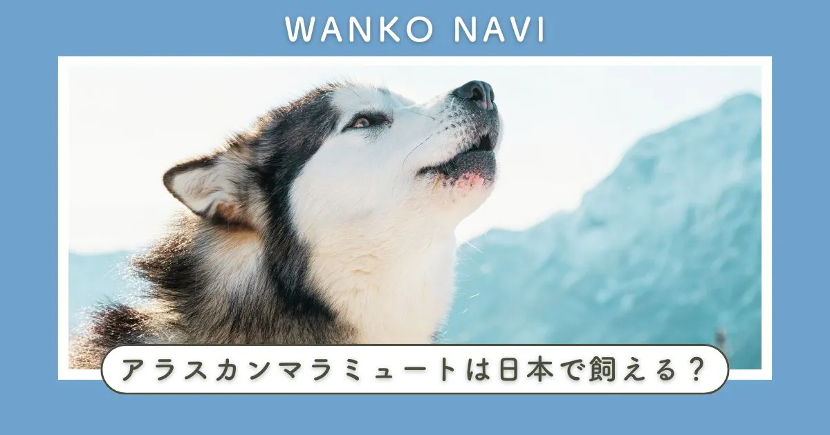 アラスカンマラミュートは日本で飼える？不安な方の疑問を徹底解消