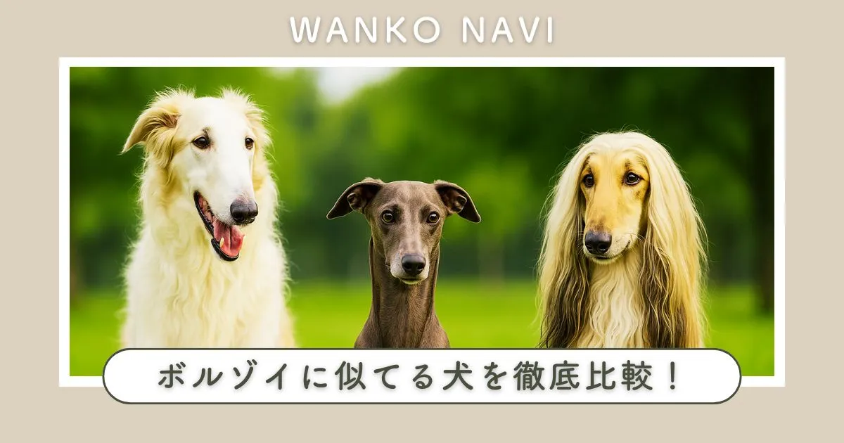 ボルゾイに似てる犬を徹底比較！外見と性格の違いが丸わかり
