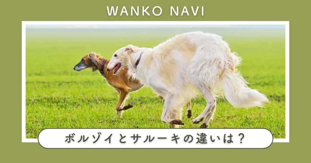 ボルゾイとサルーキの違いは？性格・飼い方・費用まで徹底解説