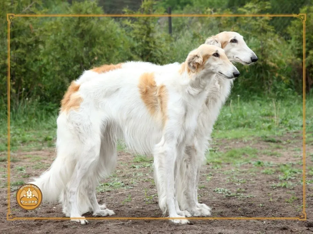 優雅さが魅力 ボルゾイはどんな犬?