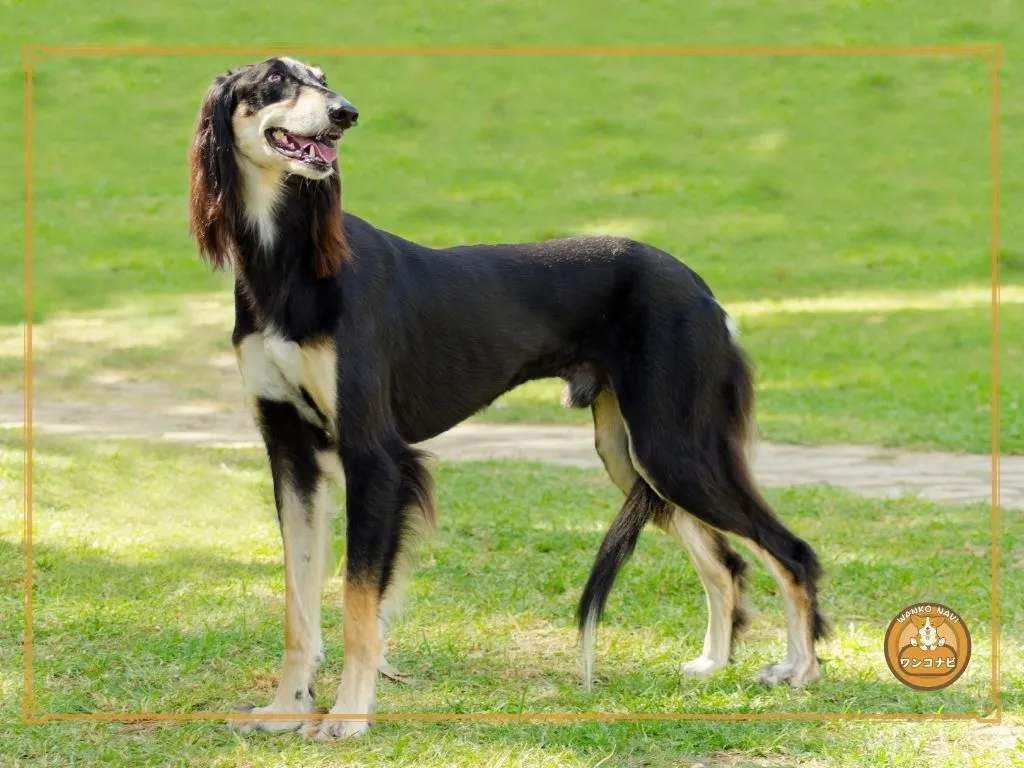 古代からの俊足犬 サルーキの特徴