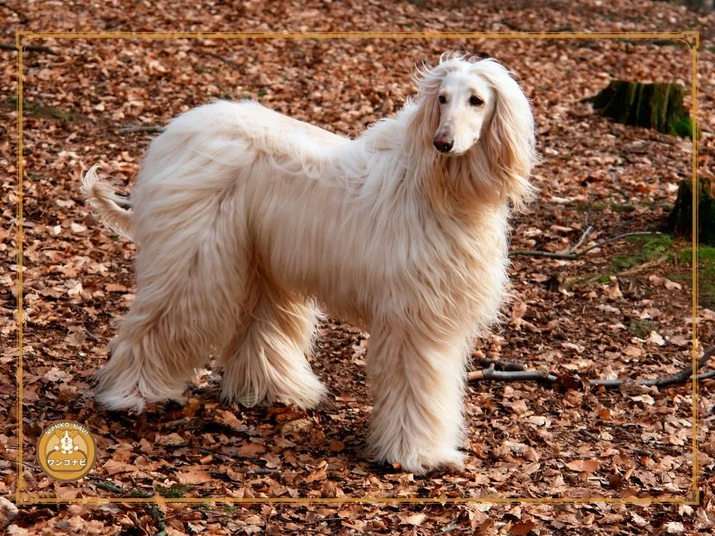 ボルゾイに似た犬種 アフガンハウンドも比較
