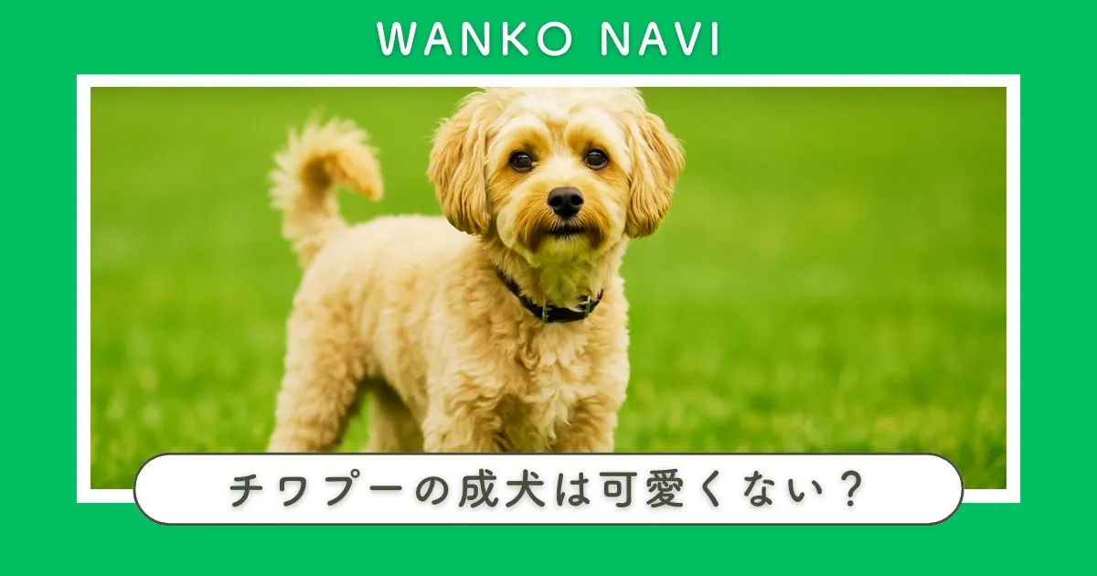 チワプーの成犬が可愛くないは誤解？理由と変化、本当の魅力を解説