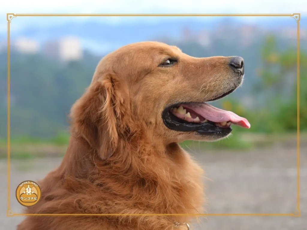 ラブラドールレトリバーとゴールデンレトリバーの違い:飼い方・選び方編