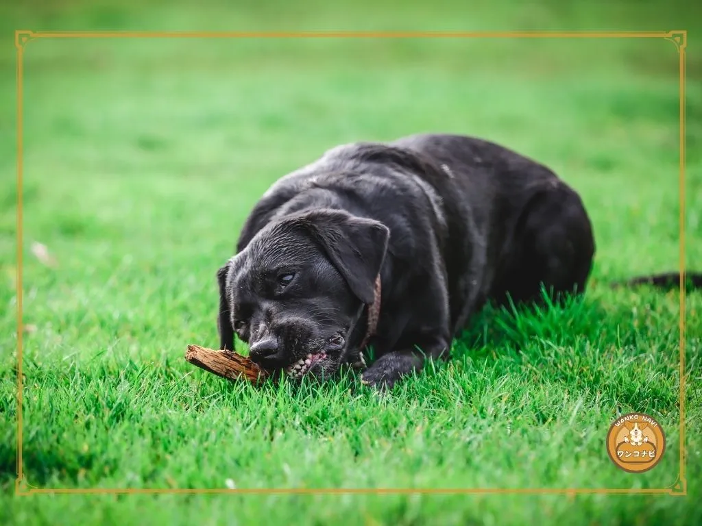 ラブラドールレトリバーを飼ってはいけないと言われる理由