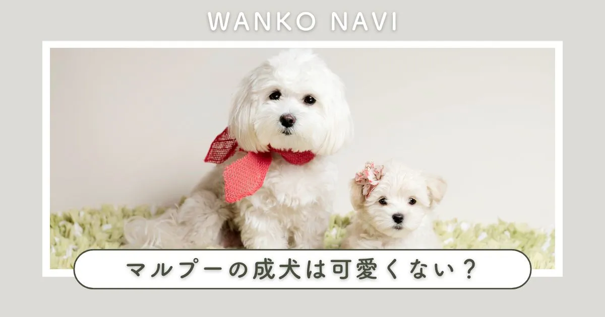 マルプーの成犬は可愛くない？その理由と実際の変化を徹底解説