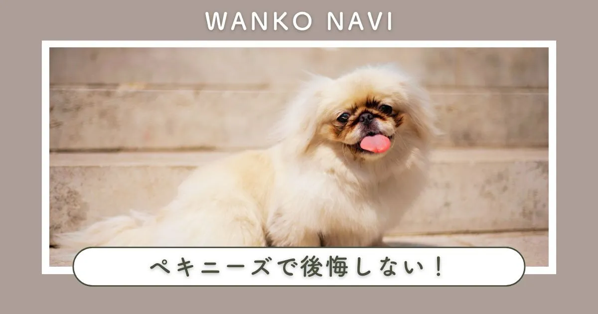 ペキニーズで後悔しない！飼う前に知るべきあるあると注意点