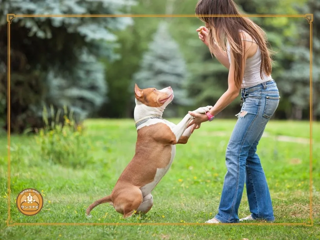 ピットブルで後悔しないための準備と責任ある飼い方