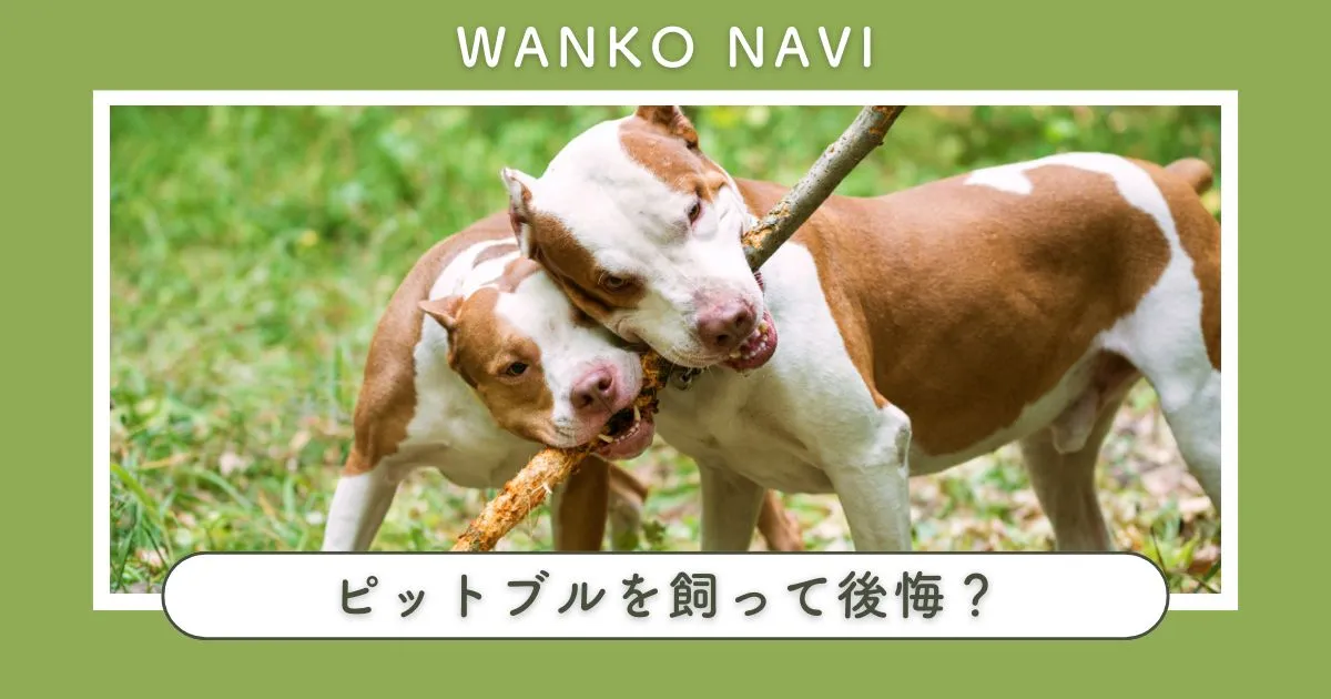 ピットブルを飼って後悔？真実のリスクと責任ある飼い方を解説