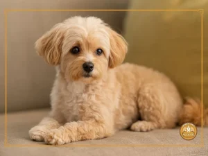ポメプー成犬の画像で見る魅力的な姿