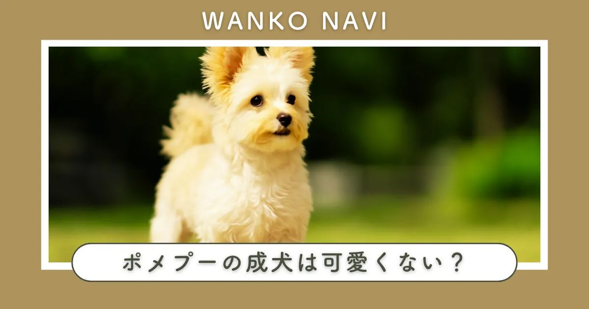 ポメプーの成犬が可愛くないは誤解？成長の変化と本当の魅力