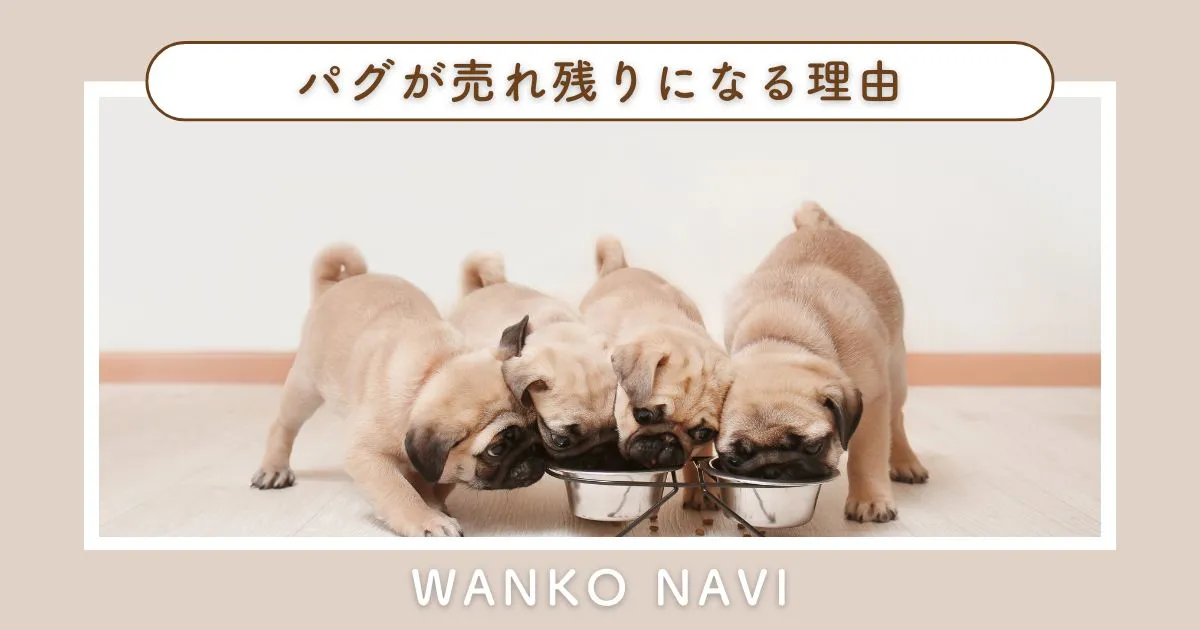 パグ売れ残りの理由とお迎えする前に知っておきたいこと