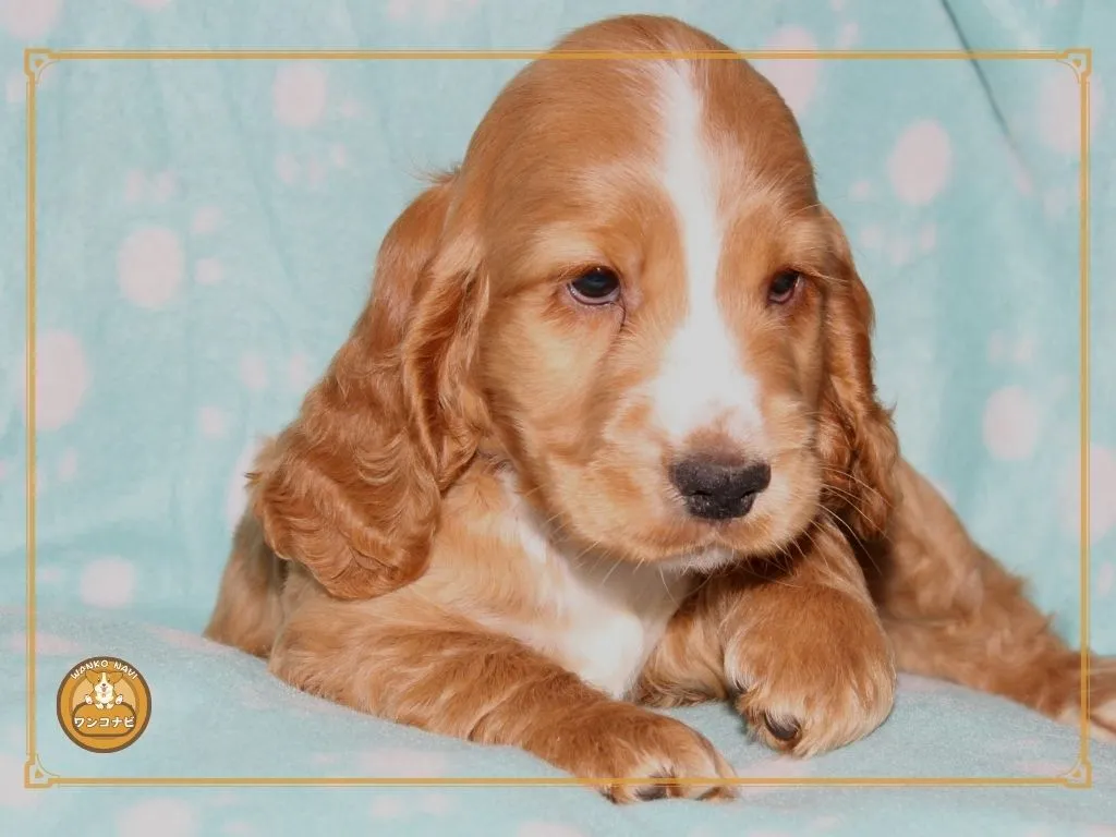 売れ残り子犬の心と体のケア方法