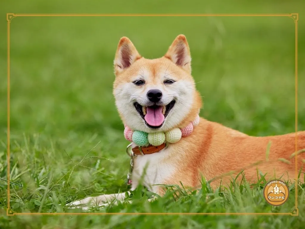 小豆柴がかわいそうと感じられる理由